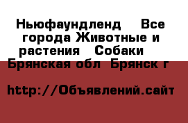 Ньюфаундленд  - Все города Животные и растения » Собаки   . Брянская обл.,Брянск г.